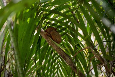 tarsier küçük maymun filipinler bohol