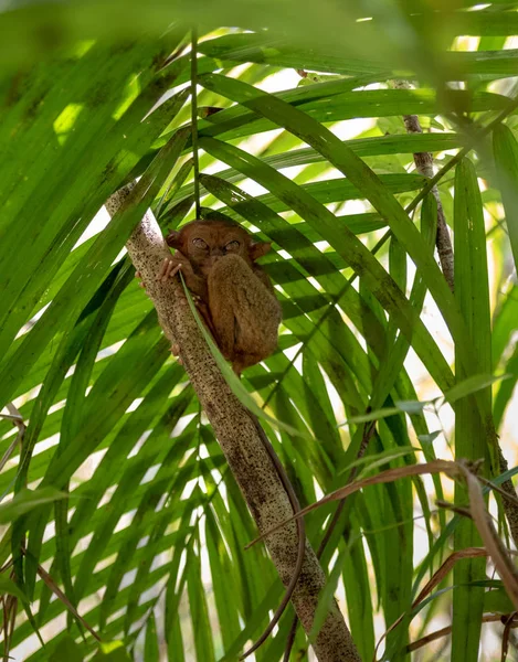 Tarsier Smallest Monkey Philippines Bohol — Stock Photo, Image