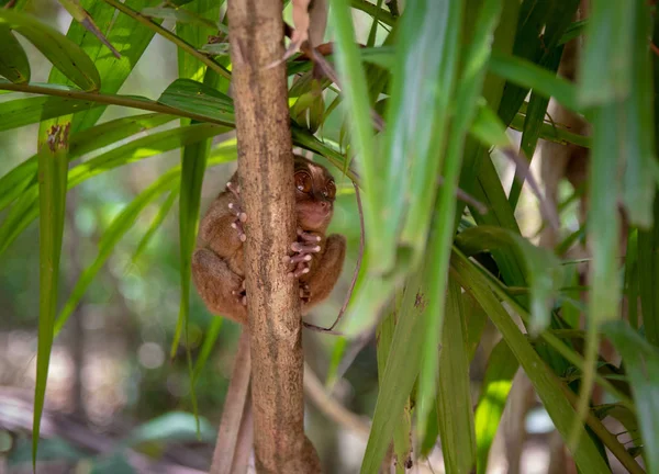 Tarsier Smallest Monkey Philippines Bohol — Stock Photo, Image