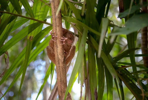 Tarsier Smallest Monkey Philippines Bohol — Stock Photo, Image