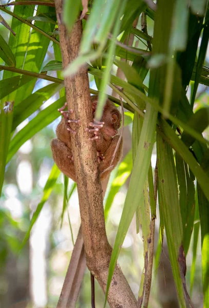 Tarsier Kleinste Aap Filippijnen Bohol — Stockfoto