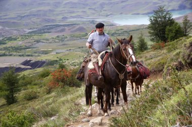Adam Paine kuleleri, Torres del Paine Milli Parkı Şili Patagonya, Şili'için yol boyunca ata biniyor. Cordillera Paine Punta Arenas 280 km kuzeyinde bulunan bir dağ gruptur. Cerro Paine Grande aralığının en yüksek olduğu