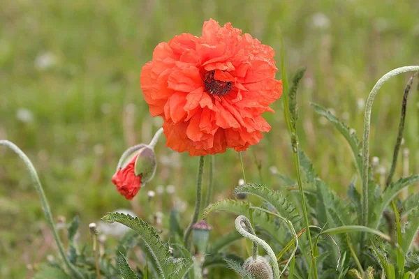 Red Flower Torres Del Paine National Park Magallanes Region Southern — Stock Photo, Image