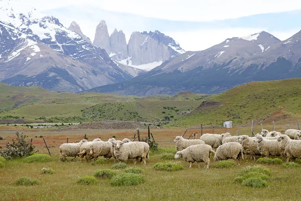 Owce Ranczo Patagonii Torres Del Paine Tle Pobliżu Park Narodowy — Zdjęcie stockowe