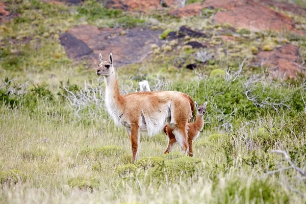 Volwassen Jonge Guanaco Lama Guanicoe Torres Del Paine National Park — Stockfoto