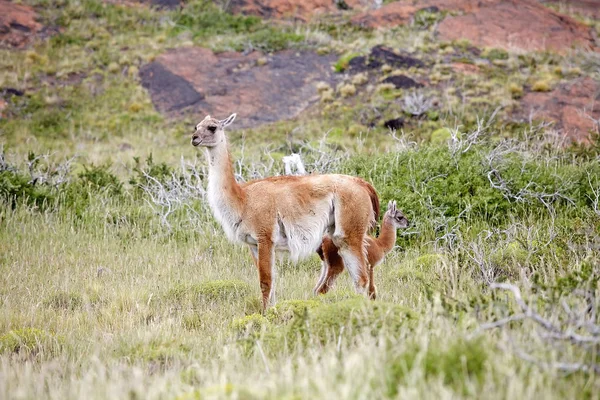 Adult Young Guanaco Lama Guanicoe Torres Del Paine National Park — Stock Photo, Image