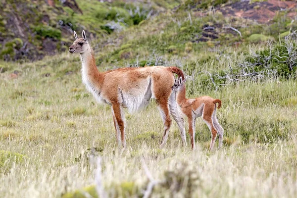Erwachsener Und Junger Guanaco Lama Guanicoe Torres Del Paine Nationalpark — Stockfoto