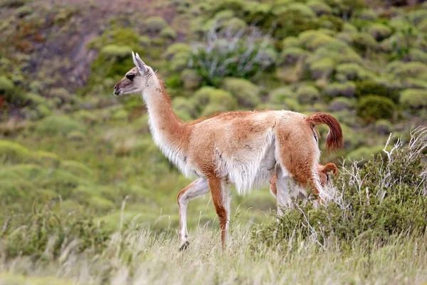 Pehoe のトレス パイネ国立公園チリ南部マガジャネス地区に沿ってグアナコ Guanicoe — ストック写真