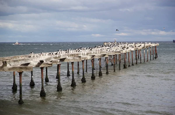 Aalscholvers Punta Arenas Chili Punta Arenas Hoofdstad Van Magallanes Antartica — Stockfoto