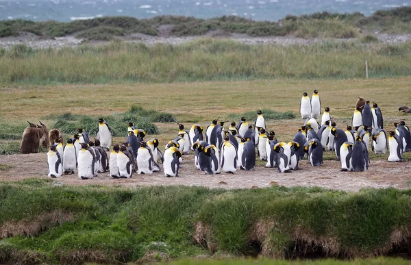 Král Kolonie Tučňáků Jeho Zálivu Isla Grande Tierra Del Fuego — Stock fotografie
