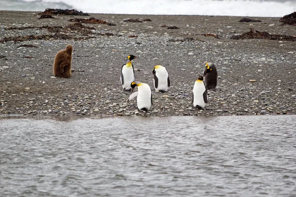 Kung Pingviner Och Chick Inutil Bay Isla Grande Tierra Del — Stockfoto