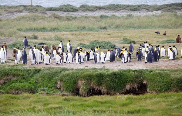 Colônia Rei Pinguim Baía Inutil Isla Grande Tierra Del Fuego — Fotografia de Stock