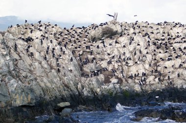 Beagle Kanalı, Arjantin için imparatorluk üreticisidir. İmparatorluk sevişmek, Güney Amerika, kayalık kıyı bölgelerde öncelikle siyah beyaz karabatak yerel bir.