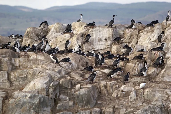 Beagle Kanalı, Arjantin için imparatorluk üreticisidir. İmparatorluk sevişmek, Güney Amerika, kayalık kıyı bölgelerde öncelikle siyah beyaz karabatak yerel bir.