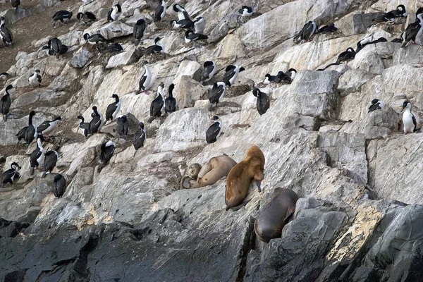 Shags 和海狮在小猎犬海峡 阿根廷 帝国的性爱是一个黑色和白色的鸬鹚原产南美 主要在岩石沿岸地区 — 图库照片