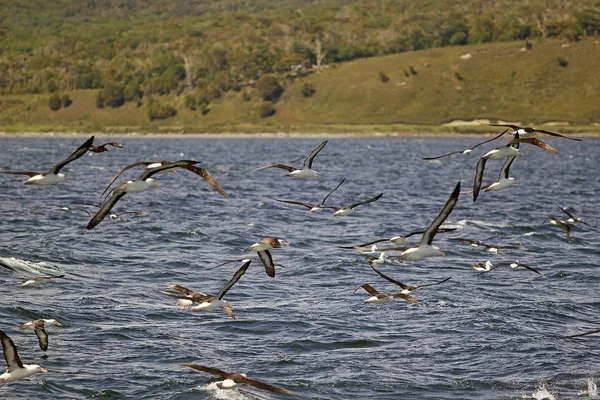 Seabirds in Beagle Channel, Argentina. Beagle Channelis a strait in Tierra del Fuego archipelago on the extreme southern od South America between Chile and Argentina