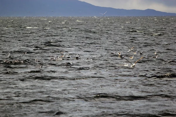 Seabirds in Beagle Channel, Argentina. Beagle Channelis a strait in Tierra del Fuego archipelago on the extreme southern od South America between Chile and Argentina