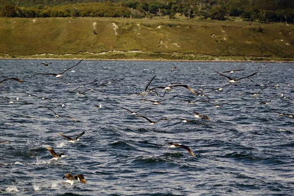 Seabirds in Beagle Channel, Argentina. Beagle Channelis a strait in Tierra del Fuego archipelago on the extreme southern od South America between Chile and Argentina