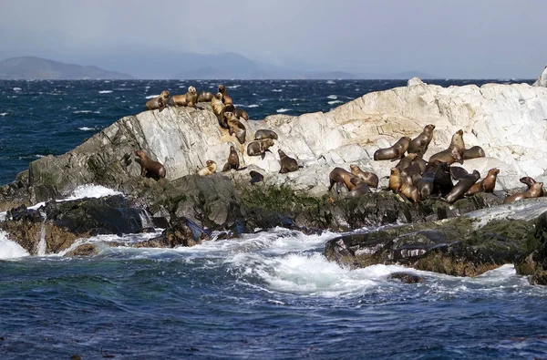 在阿根廷的比格海峡岛上的海狮 海狮是一种具有外耳瓣和长 Foreflippers 的海洋哺乳动物 — 图库照片