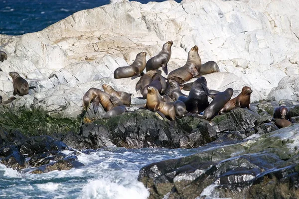 Beagle Kanalı, Arjantin için adada deniz aslanları. Deniz aslanı ile dış kulak kapakları ve uzun foreflippers bir denizde yaşayan memeli hayvanlar olduğunu