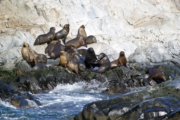 Beagle Kanalı, Arjantin için adada deniz aslanları. Deniz aslanı ile dış kulak kapakları ve uzun foreflippers bir denizde yaşayan memeli hayvanlar olduğunu