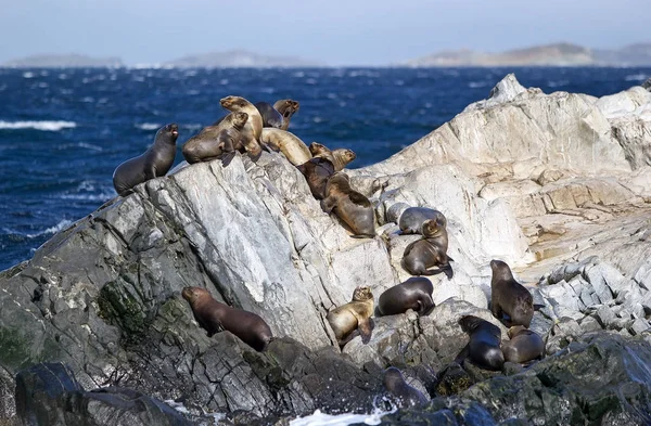 Sjölejon Beaglekanalen Argentina Sea Lion Havet Däggdjur Med Externa Öronlappar — Stockfoto