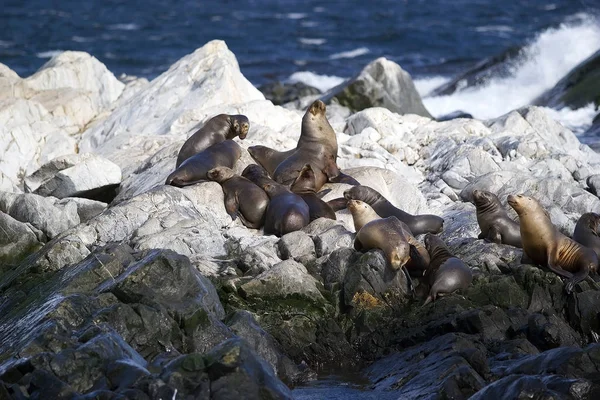 Sea Lions on the island in Beagle Channel, Argentina. Sea lion is a sea mammal with external ear flaps and long foreflippers