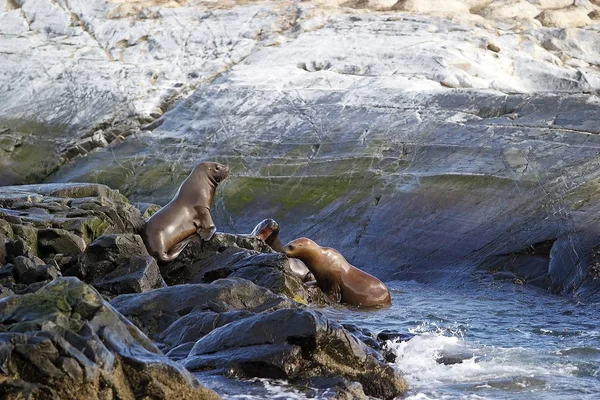 在阿根廷的比格海峡岛上的海狮 海狮是一种具有外耳瓣和长 Foreflippers 的海洋哺乳动物 — 图库照片