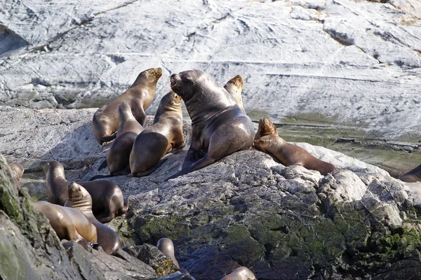 Sea Lions, male and females, on the island in Beagle Channel, Argentina. Sea lion is a sea mammal with external ear flaps and long foreflippers