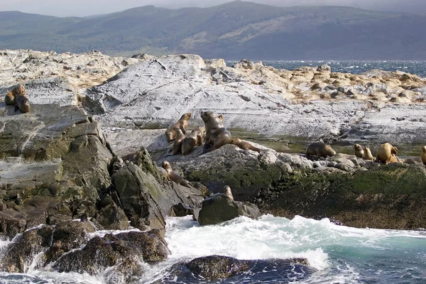 Lwy Morskie Wyspie Kanał Beagle Argentyna Hotel Sea Lion Jest — Zdjęcie stockowe