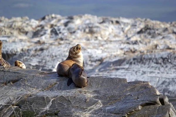 Leones Marinos Hembras Jóvenes Isla Del Canal Beagle Argentina León — Foto de Stock