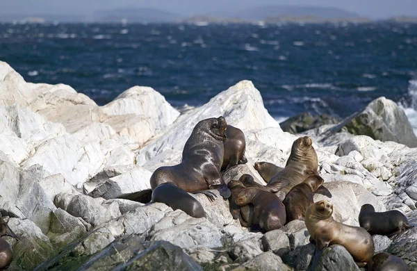 Sjölejon Beaglekanalen Argentina Sea Lion Havet Däggdjur Med Externa Öronlappar — Stockfoto