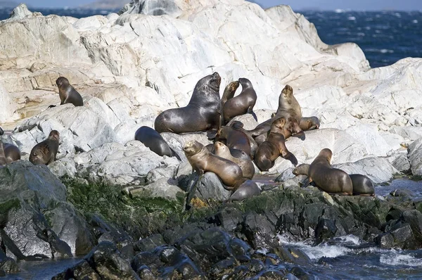 Sea Lions on the island in Beagle Channel, Argentina. Sea lion is a sea mammal with external ear flaps and long foreflippers