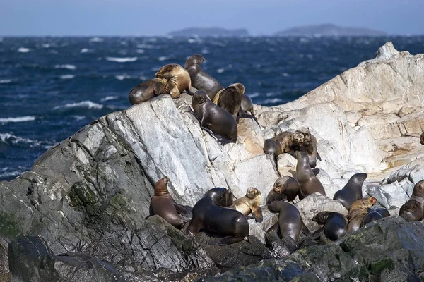 Beagle Kanalı, Arjantin için adada deniz aslanları. Deniz aslanı ile dış kulak kapakları ve uzun foreflippers bir denizde yaşayan memeli hayvanlar olduğunu