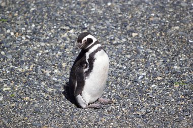 Beagle Kanalı, Arjantin için adanın sahil boyunca Macellan pengueni. Macellan penguenleri 61-76 cm boyunda olup arasında 2,5-6,5 kg ağırlığında yetişen orta büyüklükteki penguenler vardır