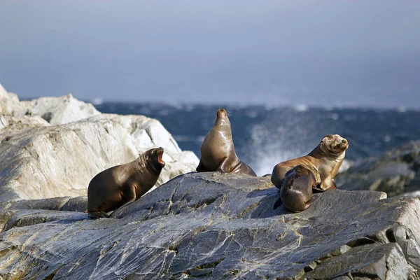 Sea Lions, female and young, on the island in Beagle Channel, Argentina. Sea lion is a sea mammal with external ear flaps and long foreflippers