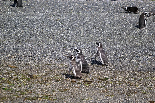 Pinguim Magalhães Longo Praia Ilha Canal Beagle Argentina Pinguins Magalhães — Fotografia de Stock