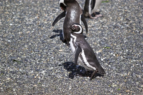 Pingouin Magellan Long Plage Île Dans Chenal Beagle Argentine Les — Photo