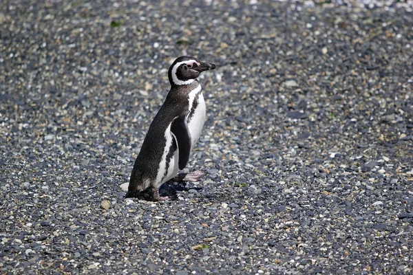 Pingouin Magellan Long Plage Île Dans Chenal Beagle Argentine Les — Photo