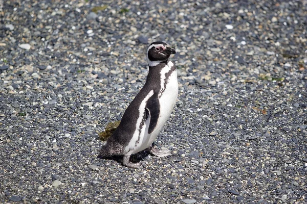 Pinguim Magalhães Longo Praia Ilha Canal Beagle Argentina Pinguins Magalhães — Fotografia de Stock