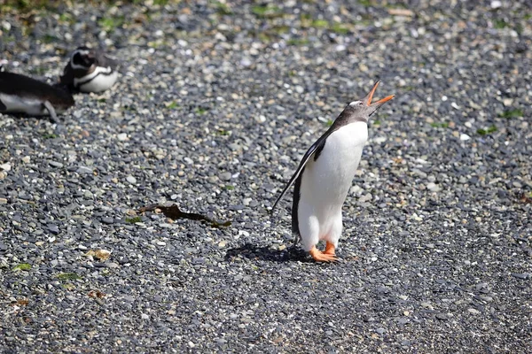 Pinguim Gentoo Longo Praia Ilha Canal Beagle Argentina Pinguins Gentoo — Fotografia de Stock