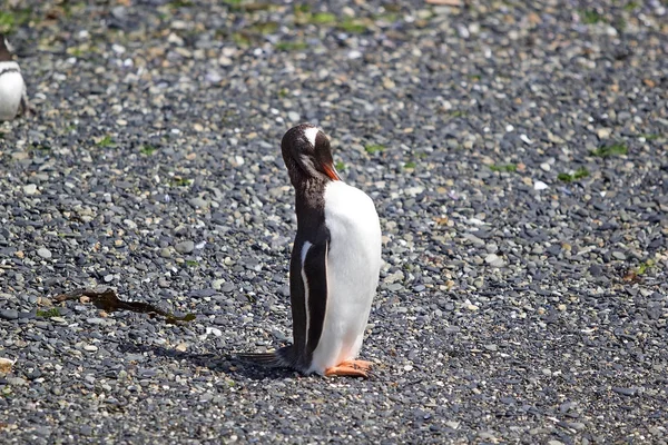 Pinguim Gentoo Longo Praia Ilha Canal Beagle Argentina Pinguins Gentoo — Fotografia de Stock