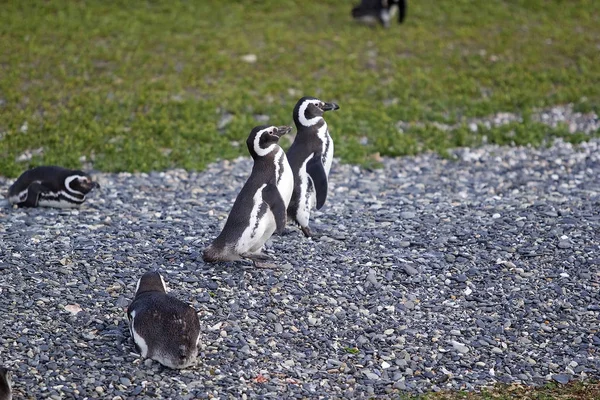 Pinguins Magalhães Longo Praia Ilha Canal Beagle Argentina Pinguins Magalhães — Fotografia de Stock