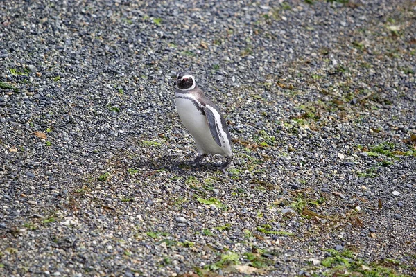 Magellanic Penguin Beach Island Beagle Channel Argentina Magellanic Penguins Medium — Stock Photo, Image