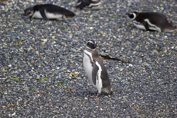 Pingouin Magellan Long Plage Île Dans Chenal Beagle Argentine Les — Photo