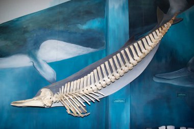 Hector'ın iki dişli balinası Müzesi ve Tierra del Fuego, Patagonia, Arjantin Beagle kanaldaki Estancia Haarberton, deniz memelileri laboratuvarı. Estancia Harberton'da 1886 yılında kurulmuş ve en eski çiftlik Tierra del Fuego içinde olduğunu