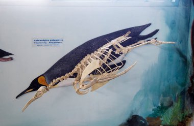 King penguin skeleton at museum and laboratory of marine mammals at Estancia Haarberton in Beagle Channel in Tierra del Fuego, Patagonia, Argentina. Estancia Harberton was established in 1886 and it is the oldest farm in Tierra del Fuego clipart