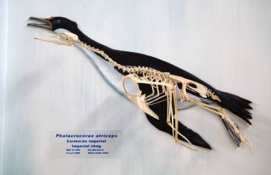 İmparatorluk sevişmek iskelet Müzesi ve Tierra del Fuego, Patagonia, Arjantin Beagle kanaldaki Estancia Haarberton, deniz memelileri laboratuvarı. Estancia Harberton'da 1886 yılında kurulmuş ve en eski çiftlik Tierra del Fuego içinde olduğunu