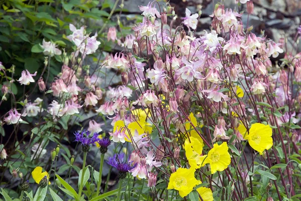 Beagle Kanalı Tierra del Fuego, Patagonia, Arjantin, Estancia Haarberton Garden'da. Estancia Harberton'da 1886 yılında kurulmuş ve en eski çiftlik Tierra del Fuego içinde olduğunu