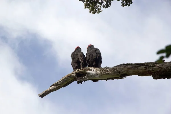 Turkey Vultures Tree Tierra Del Fuego Patagonia Argentina Most Widespread — Stock Photo, Image